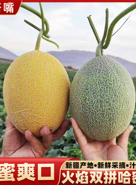 新疆哈密瓜吐鲁番双拼密瓜正宗新鲜火焰蜜瓜金色年华甜瓜新鲜水果