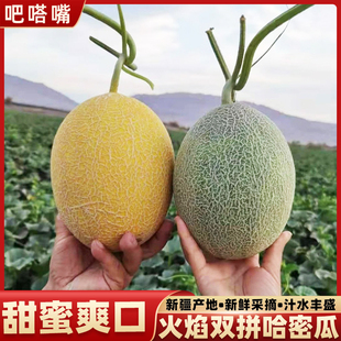 新疆哈密瓜吐鲁番双拼密瓜正宗新鲜火焰蜜瓜金色年华甜瓜新鲜水果