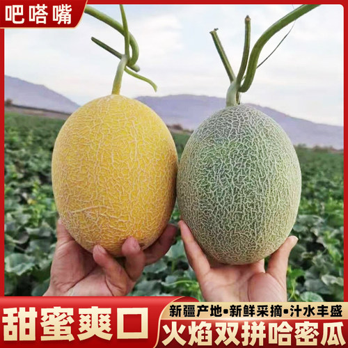 新疆哈密瓜吐鲁番双拼密瓜正宗新鲜火焰蜜瓜金色年华甜瓜新鲜水果