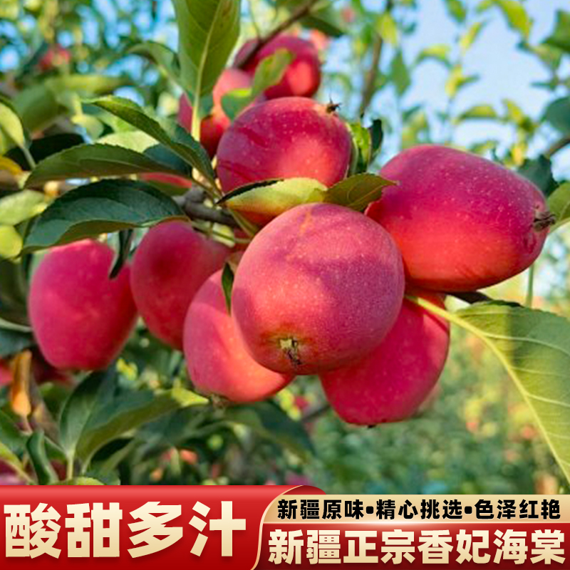 新疆香妃海棠果阿克苏小苹果礼盒