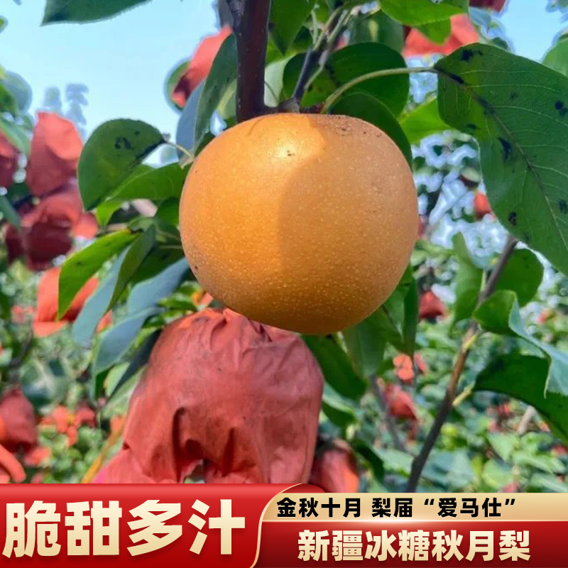 新疆阿克苏秋月梨新鲜梨子脆甜