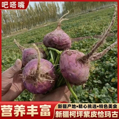 新疆柯坪县紫皮恰玛古有机新鲜蔬菜芜菁碱性食物农家自种蔓菁8斤