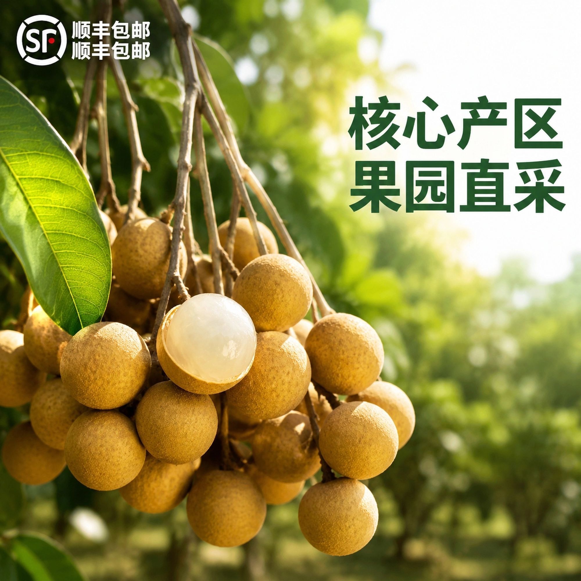 顺丰包邮茂名现摘储良龙眼大果