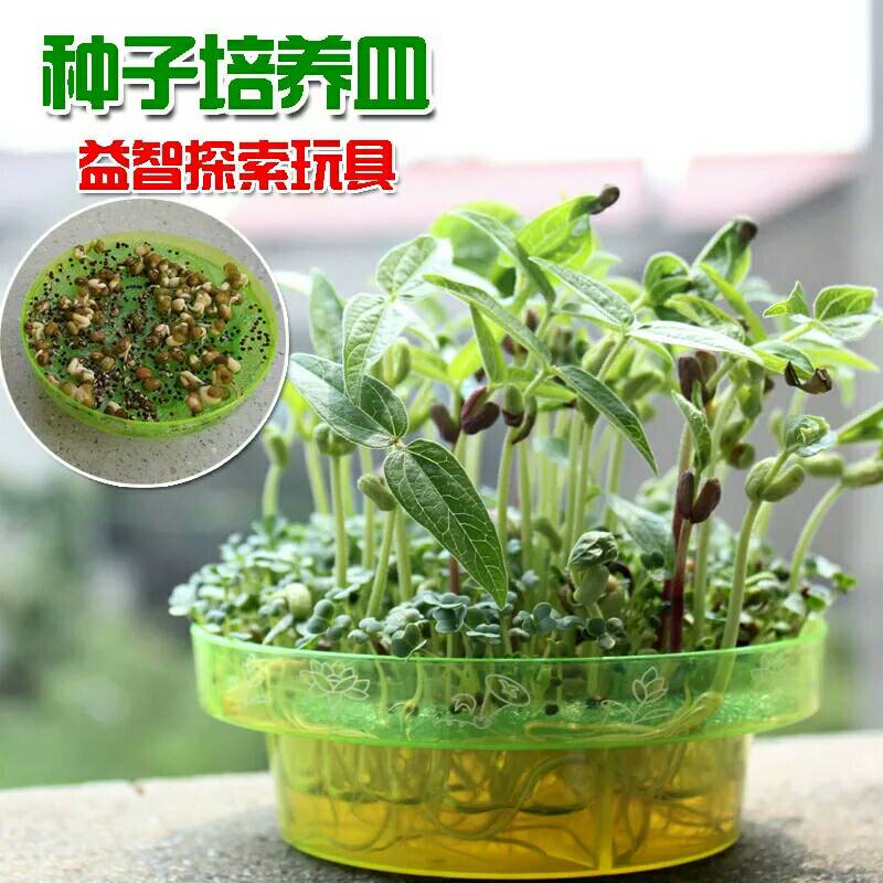种子培育植物培养皿早教启蒙科学