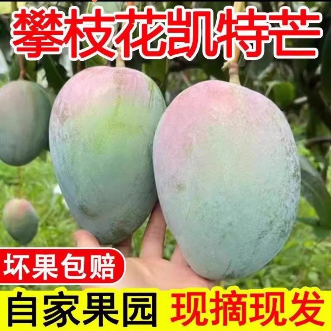 【下单立减50】攀枝花凯特芒新鲜水果天然清甜不打蜡现摘现发自家