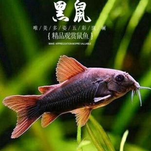 委内瑞拉鼠鱼大型红头鼠底栖鱼清缸淡水鱼热带鱼草缸南美鼠鱼工具