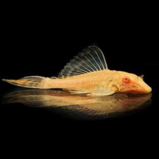 黄金红眼女王大帆鱼清道夫鱼女皇工具鱼异型鱼大型小型热带观赏鱼