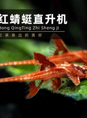 异型鱼淡水鱼直升机鱼