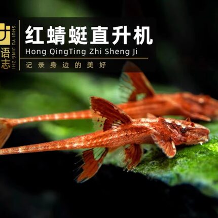 红蜻蜓直升机清道夫异型鱼除藻清缸