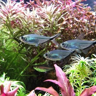 黑尾大勾鱼小型扯旗灯鱼草缸红绿灯鱼鱼群游观赏鱼淡水热带鱼活体