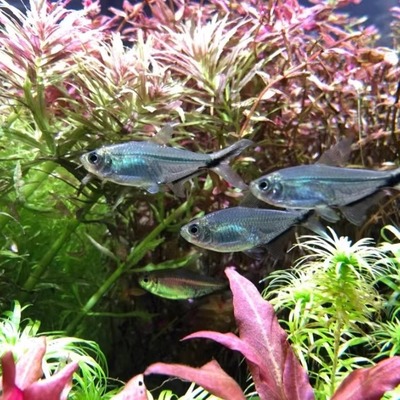 草缸黑尾淡水红绿灯鱼鱼