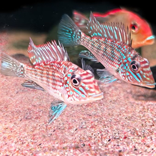 蓝夹马面南美关刀红蓝条纹热带观赏鱼小型鱼类水族箱宠物鱼活体