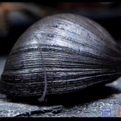 黑金刚螺斑马螺洋葱螺