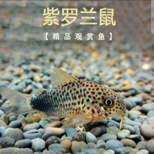 紫罗兰鼠异型鼠鱼南美鱼生态鱼热带鱼观赏鱼人工鱼清洁鱼淡水冷水
