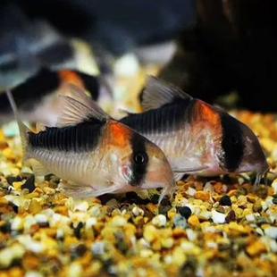 黑金红头鼠鱼热带淡水鱼活体鱼苗观赏鱼容易喂养混养草缸进口南美