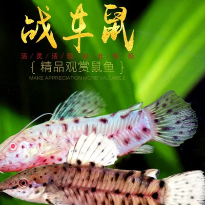 白子战车鼠鱼热带观赏鱼白化战车老鼠鱼观赏鱼工具底栖鱼活体