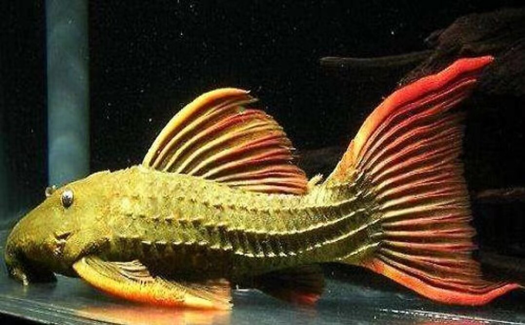 异型鱼l24绿裳红箭尾坦克鱼苗热带小型清缸除藻高端清道夫