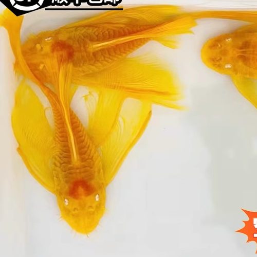 清缸除藻红蓝眼随机淡水鱼苗