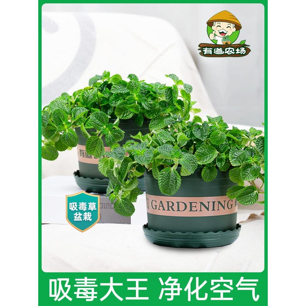 薄荷盆栽吸毒草植物室内净化空气新房去味四季好养活绿植
