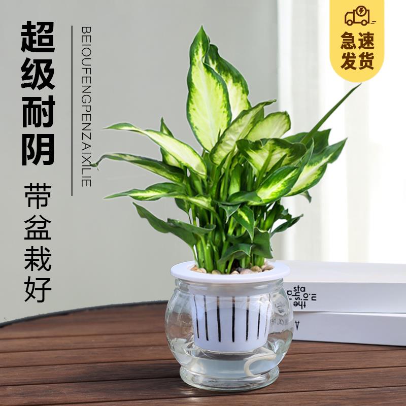 万年青盆栽客厅净化空气绿植办公室四季常青小植物玻璃水培花卉