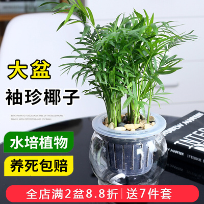 袖珍椰子盆栽水培植物办公室净化空气绿植耐阴耐寒室内观叶植物