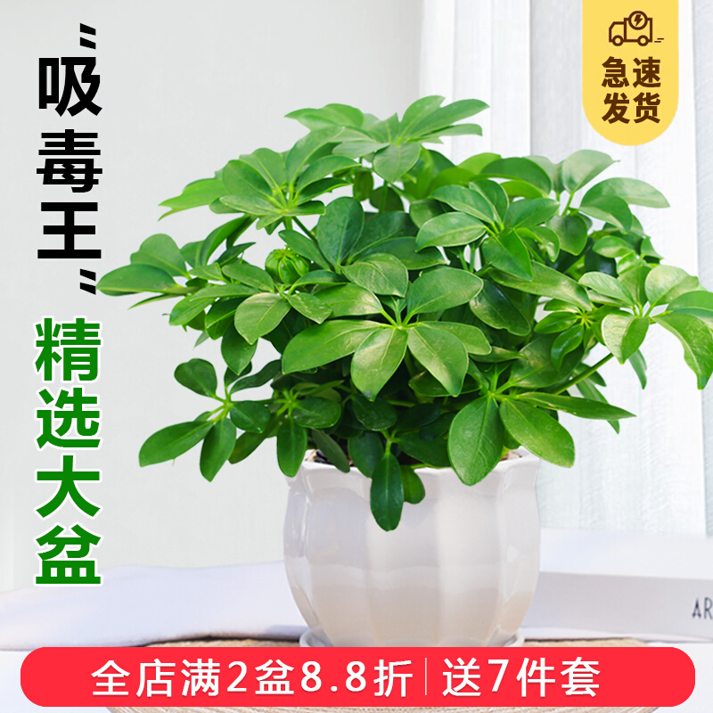 鸭脚木盆栽八面来财老桩七叶莲盆栽植物室内招财树四季好养小绿植