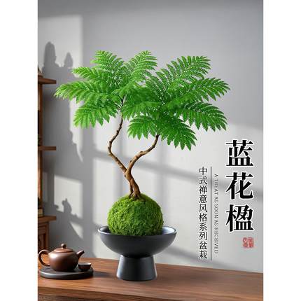 蓝花楹水培植物办公室桌面高级感客厅绿植摆件室内小盆栽四季好养