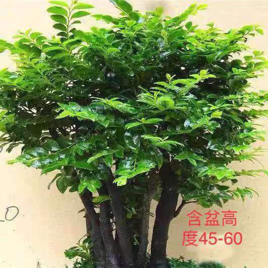 小叶紫檀盆景老桩盆栽树苗紫檀老桩盆栽熟桩四季常青檀木植物绿植