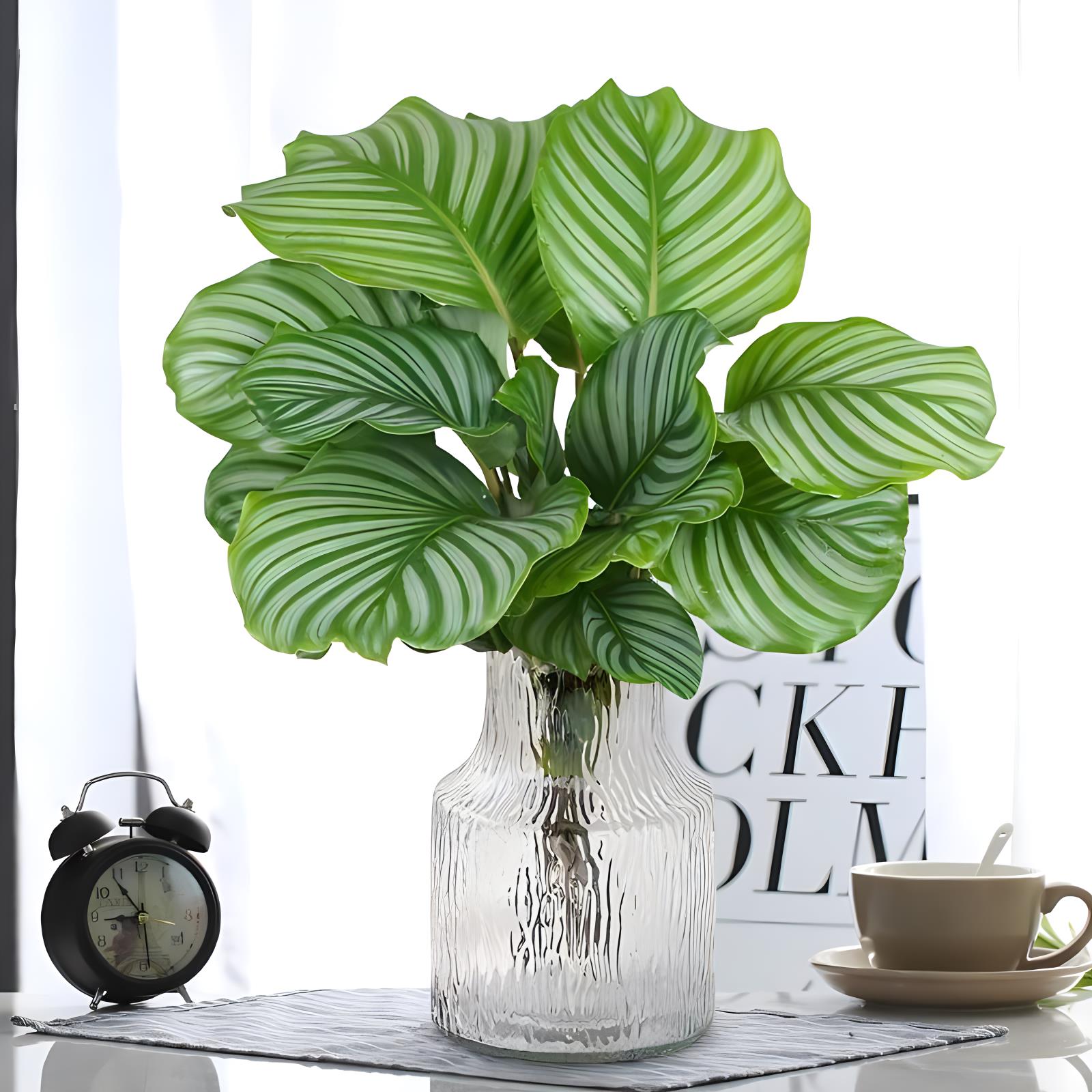水培植物室内好养青苹果竹芋绿植盆栽四季适合客厅办公桌大叶耐阴