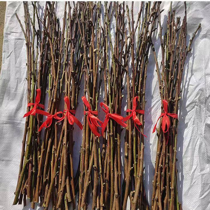 桃树枝老桃木棍棒原木摆件桃枝条婴儿童宝宝惊吓啼哭随身床头乔迁,鲜花速递/花卉仿真/绿植园艺,干花,淘宝优惠券,粉丝福利购,淘宝优惠卷