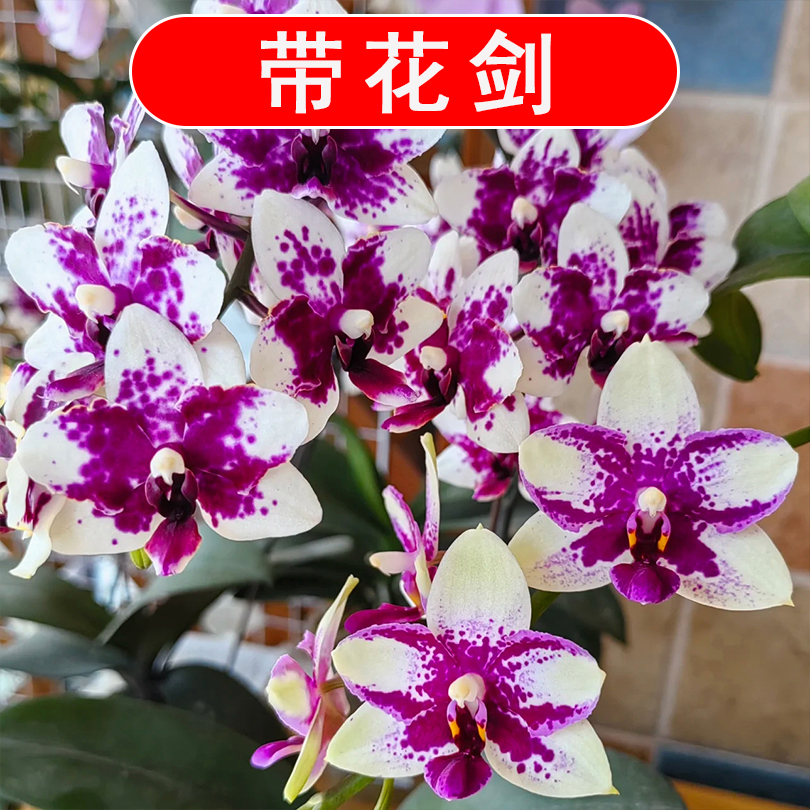 【带花剑】香水紫钻蝴蝶兰盆栽带香味2.8寸杯紫色小花蝴蝶兰室内