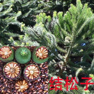 正宗巴拉那松树苗巴西松进口树种大拇指松子树苗种植基地直发树苗