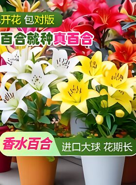 荷兰进口巨大香水百合花种子球重瓣室内外阳台盆栽耐寒客厅水培
