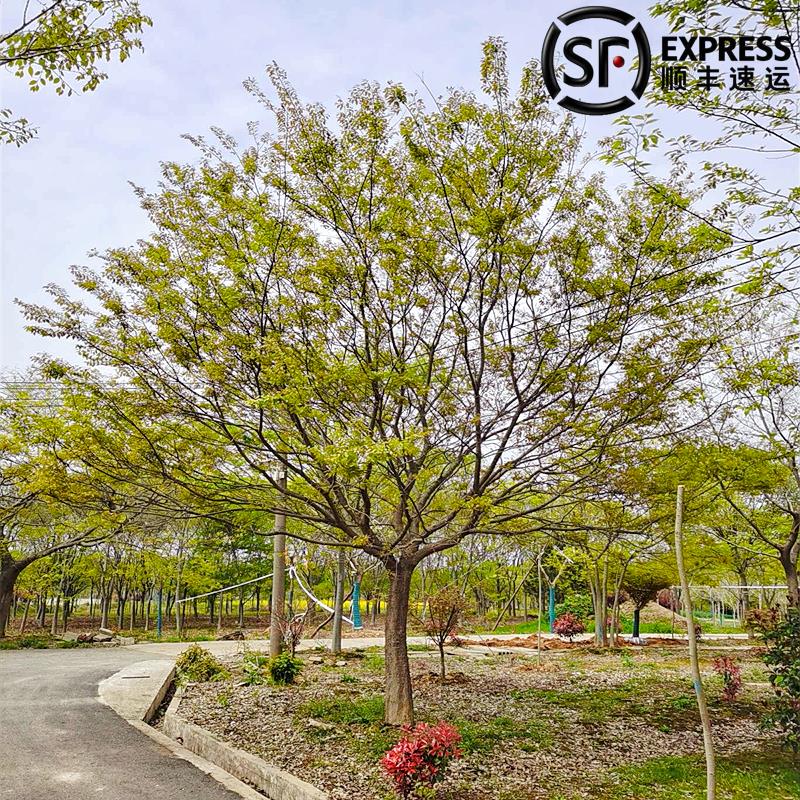 朴树树苗丛生朴树大树相思树别墅庭院大型耐寒绿化风景树朴树小苗