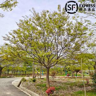 朴树树苗丛生朴树大树相思树别墅庭院大型耐寒绿化风景树朴树小苗
