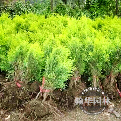洒金柏庭院工程绿化盆景素材