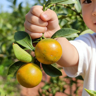 四川攀枝花新鲜金柑现摘现发清甜多汁稀有当季水果