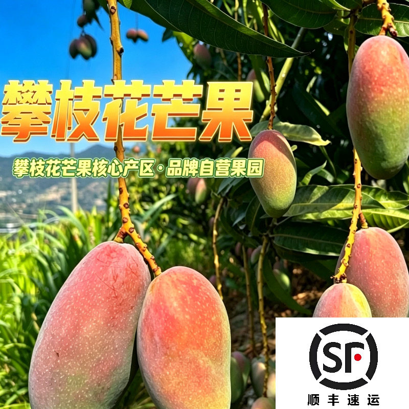 贵妃芒 攀枝花沙地贵妃芒果 高山核心产区 现摘新鲜水果 顺丰快递