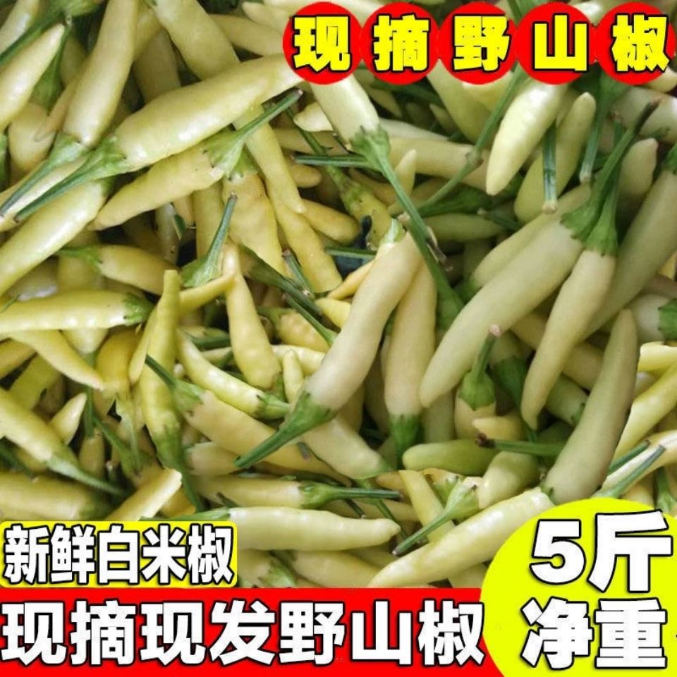 新鲜白米椒特辣小米椒农家现摘现发鸡爪泡椒小个白辣椒泡酸野山椒