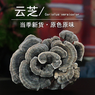 云芝中药材静萱正品云之黄云芝药用灰芝千层蘑非野生彩纹云芝粉