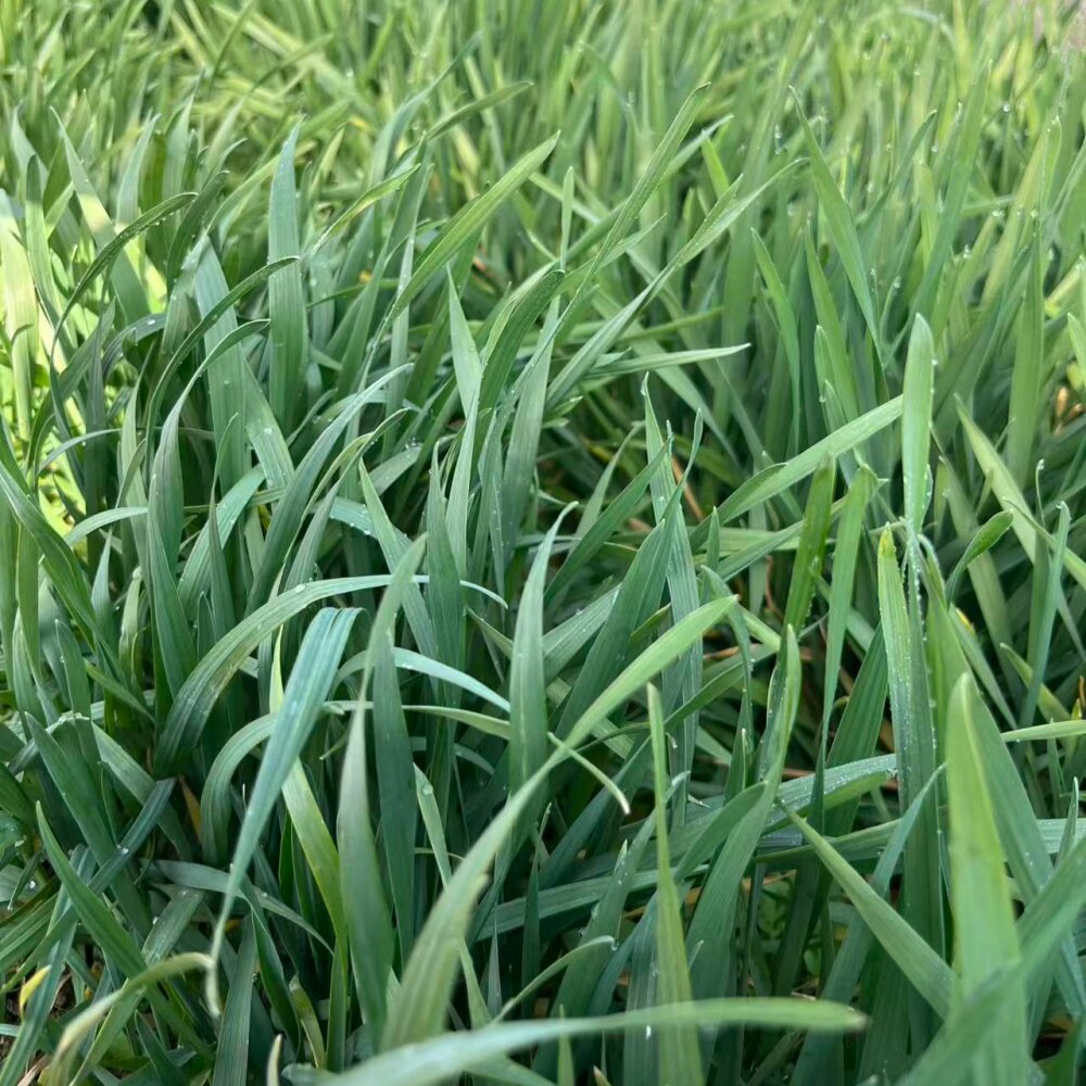 新鲜小麦草现割现发兔草荷兰猪草