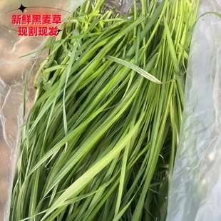 新鲜黑麦草荷兰猪豚鼠羊驼陆龟兔子牧草鲜草现割现发代替苜蓿干草