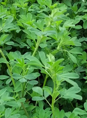 新鲜苜蓿草现割现发荷兰猪豚鼠兔子龟牛羊饲料非干草