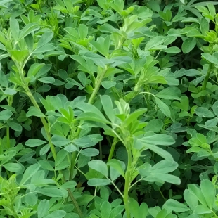 新鲜苜蓿草现割现发荷兰猪豚鼠兔子龟牛羊饲料非干草