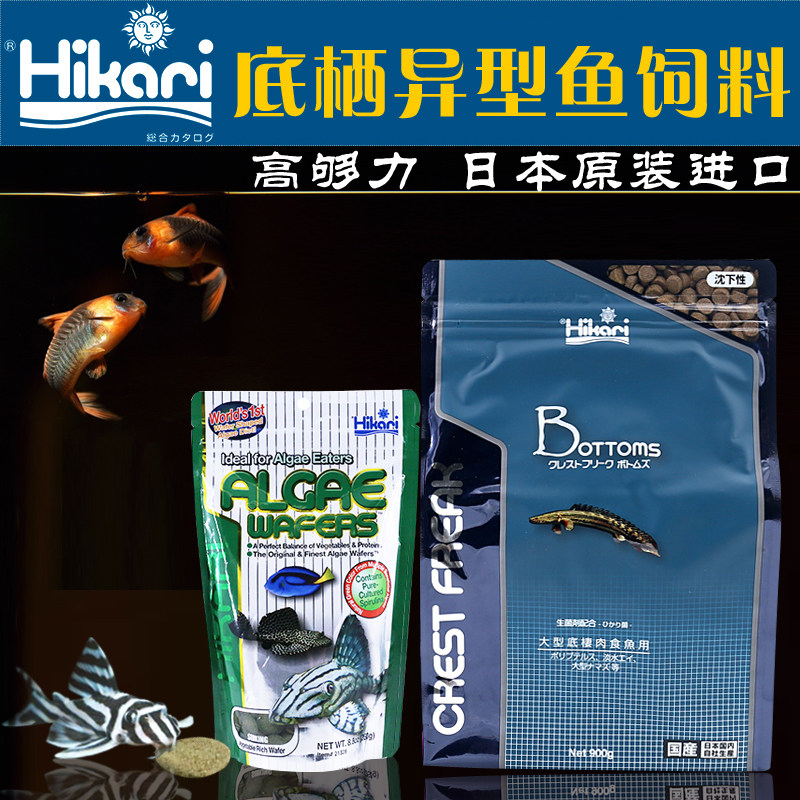 日本高够力鼠鱼底栖异型鱼胡子大帆清道夫异形素食肉食高句丽饲料