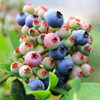 South North plant Blueberry Indoor and outdoor Blueberry Sapling Potted plant Then Result Deliver goods