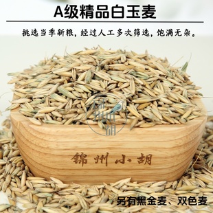 白玉麦草草籽黑金麦草籽双色混合鹦鹉专用零食鸟食真空包装新粮