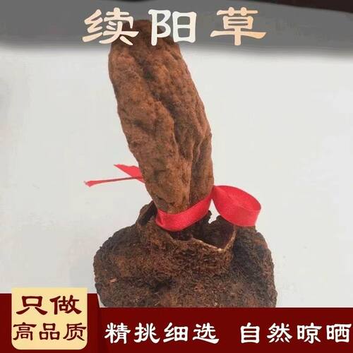 续阳草顶天柱不老草纯天然正品中药材干货续阳草一支50克左右
