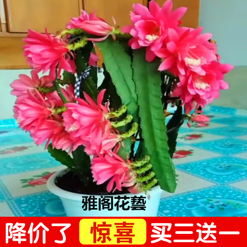 进口令箭荷花昙花盆栽大花重瓣品种带根苗红黄紫粉白多色花卉绿植 鲜花速递/花卉仿真/绿植园艺 多肉植物 原图主图