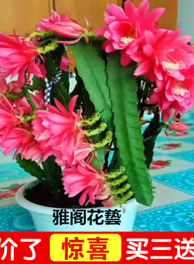 进口令箭荷花昙花盆栽大花重瓣品种带根苗红黄紫粉白多色花卉绿植